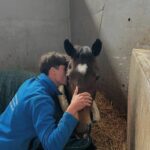 raphael galmar cadre noir saumur ifce Etoile de Bacon