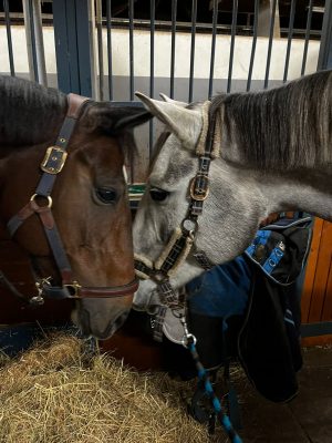 Etoile de bacon Lilie du Veret